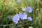 Chicory flowers