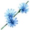 Chicory flowers, Cichorium intybus, isolated, watercolor illustration on white background