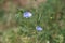 chicory flowers among the grass