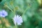 chicory flowers on a green background