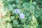 chicory flowers on a green blurry background