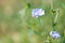 chicory flowers among the green grass