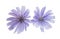 Chicory flowers isolated
