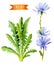 Chicory flowers and leaves watercolor illustration with clipping