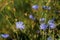 Chicory flowers on meadow. Blooming chicory flowers on a green grass. Meadow with chicory flowers. Wild nature flower. Chicory