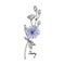 Chicory, hand-drawn in sketch style. Medicinal plant. A branch with blue flowers on a white background. Suitable for