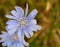 Chicory macro. Common Chicory or Cichorium intybus flower blossom with pollen. Natural floral background