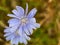 Chicory macro. Common Chicory flower. Cichorium intybus in blossom. Herbal plant closeup