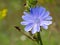 Chicory macro. Common Chicory flower. Cichorium intybus in blossom. Herbal plant closeup