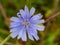 Chicory macro. Common Chicory flower. Cichorium intybus in blossom. Herbal plant closeup