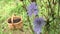 Chicory ordinary Cichorium intybus. Folk names: roadside grass, blue flower, petrov batog.