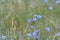 Chicory Pale Blue Wildflowers In Colorado