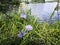 Chicory plant flowers lake forest grass