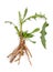 Chicory root Cichorium intybus with leaves isolated