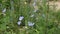 Chicory stems with flowers and buds on meadow in overcast