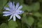 Chicory uncultivated - cichorium intybus