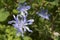 Chicory uncultivated - cichorium intybus