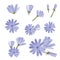 Chicory vector, a collection of various flowers. Hand-drawn vector illustration. Isolated design elements