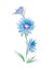 Chicory watercolor illustration, field flower hand drawn botanical clipart