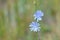 Chicory Wildflowers In Black Canyon National Park