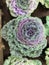 The Chidori series - Ornamental cabbage and kale
