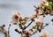 Chiffchaff bird on almond tree