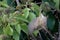 A Chiffchaff or Common Chiffchaff, Phylloscopus collybita, warbler. UK.