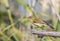 Chiffchaff on Dead Tree Branch