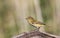 Chiffchaff on Dead Tree Branch