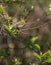 Chiffchaff perched on a green bush