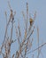 Chiffchaff on sprouting branch