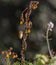 Chiffchaff on yellow flowers