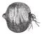 Chigoe flea, vintage engraving
