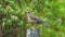 Chiguanco Thrush