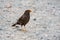 Chiguanco thrush Turdus chiguanco