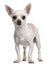 Chihuahua, 15 months old, standing