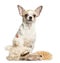 Chihuahua (2 years old) sitting behind stuffed toys