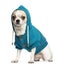 Chihuahua (2 years old) sitting and wearing a blue hoodie