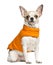 Chihuahua (2 years old) sitting and wearing an orange coat