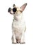 Chihuahua (2 years old) sitting, wearing sunglasses