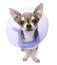 Chihuahua, 4 years old, wearing a space collar