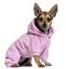 Chihuahua, 8 months old, wearing pink hoodie