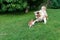 Chihuahua and Australian Shepherd frolic on the garden