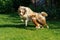 Chihuahua and Australian Shepherd frolic on the garden