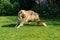 Chihuahua and Australian Shepherd frolic on the garden