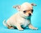 Chihuahua baby puppy dog in studio quality