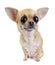 Chihuahua with big eyes portrait