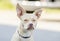 Chihuahua Boston Terrier mixed breed dog