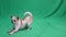 Chihuahua breed dog, on a green background. A boy. Chromakey, green background. The dog gets excited, and lies down on