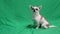 Chihuahua breed dog, on a green background. A boy. Chromakey, green background. The dog sits on his ass and looks